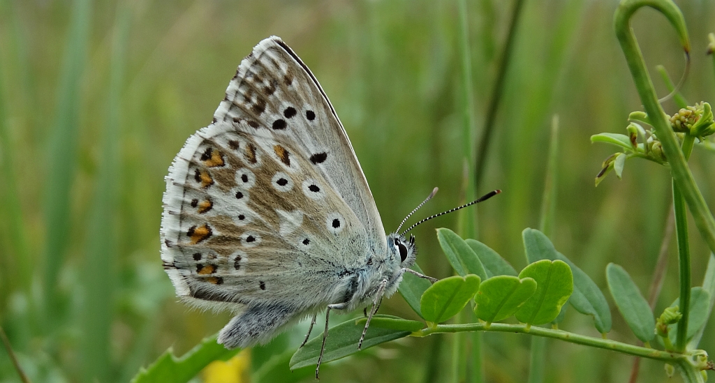 Modraszek korydon (Polyommatus coridon)