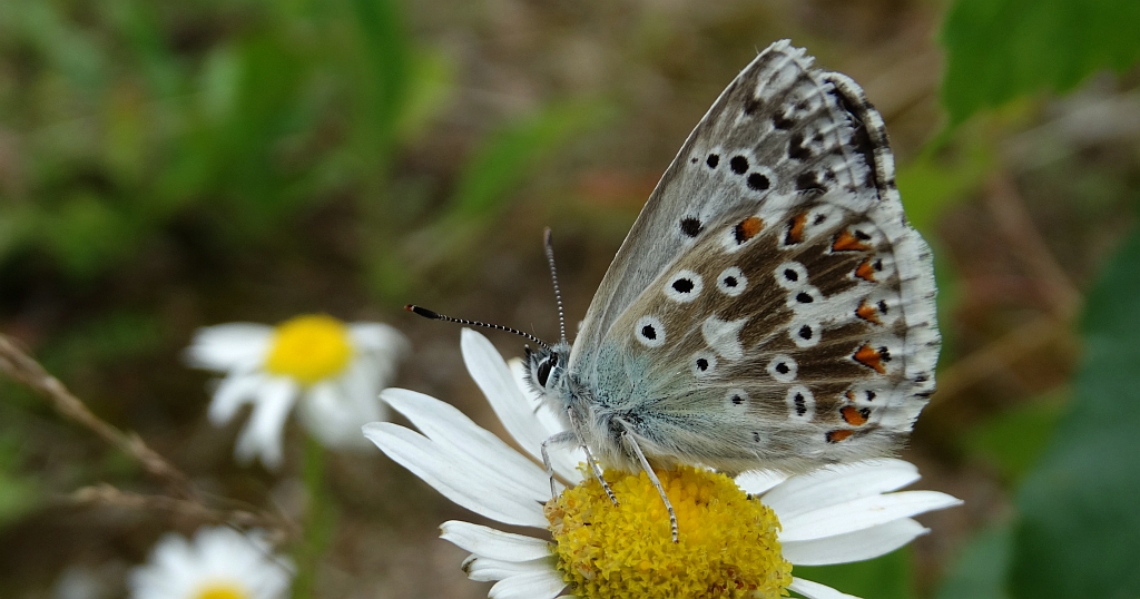 Modraszek korydon (Polyommatus coridon)