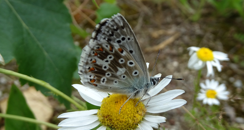 Modraszek korydon (Polyommatus coridon)