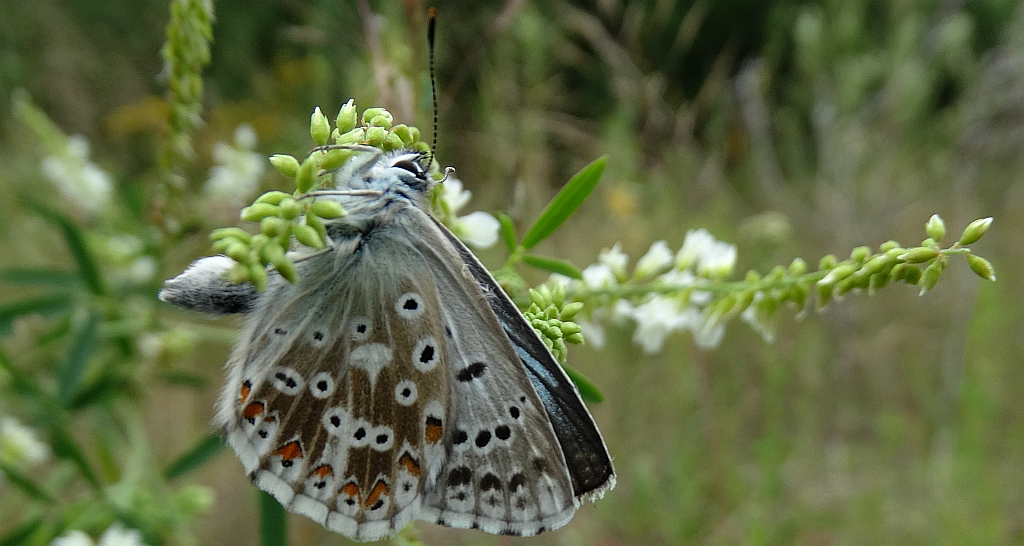 Modraszek korydon (Polyommatus coridon)