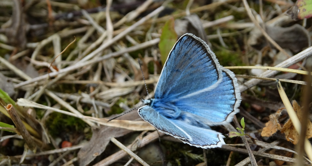 Modraszek dafnid (Polyommatus daphnis)