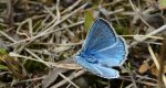 Modraszek dafnid (Polyommatus daphnis)