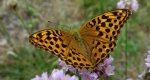 Perłowiec malinowiec, dostojka malinowiec (Argynnis paphia)