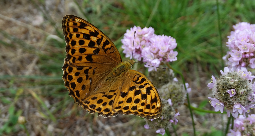 Perłowiec malinowiec, dostojka malinowiec (Argynnis paphia)