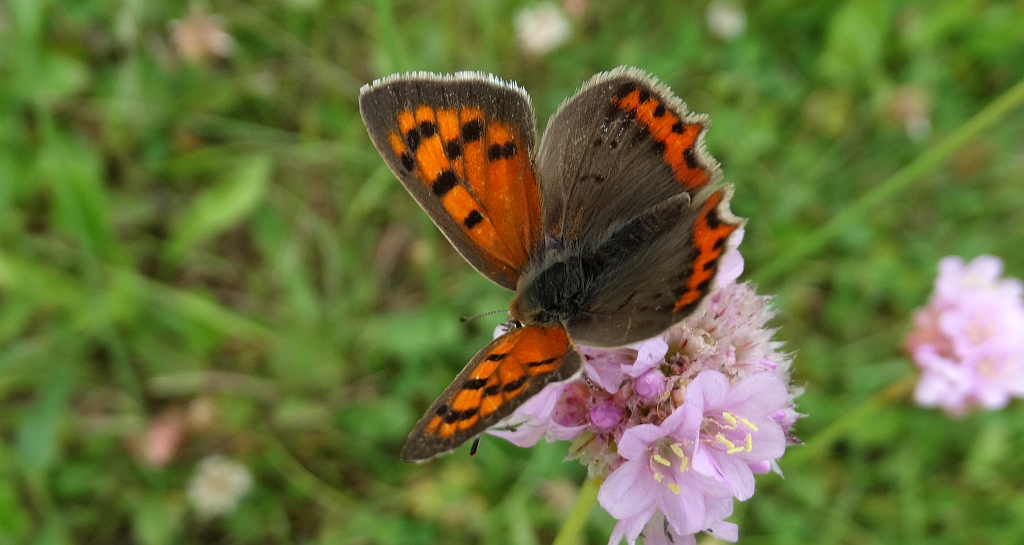 Czerwończyk żarek (Lycaena phlaeas syn. Lycaena phlaeoides)
