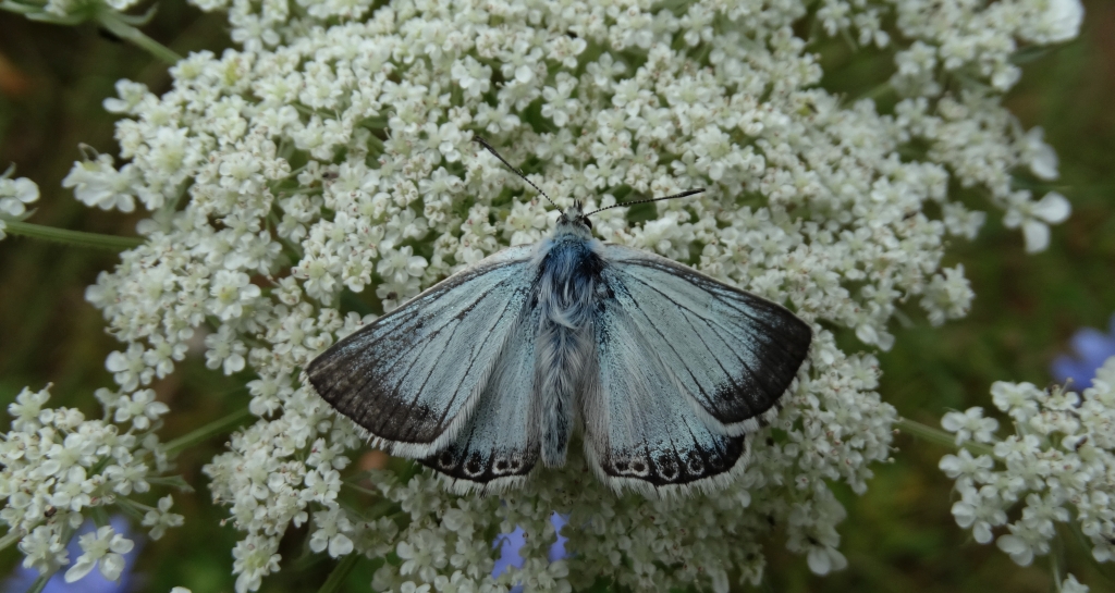 Modraszek korydon (Polyommatus coridon)