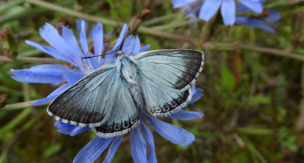 Modraszek korydon (Polyommatus coridon)