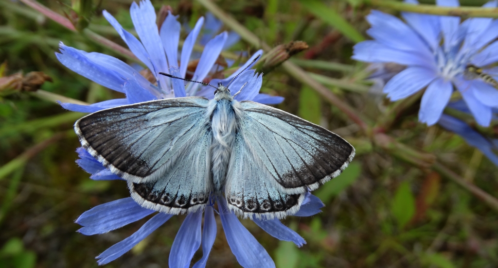 Modraszek korydon (Polyommatus coridon)