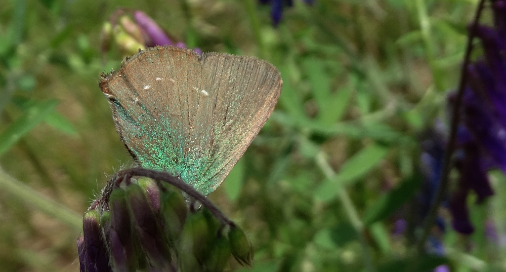 Zieleńczyk ostrężyniec (Callophrys rubi)