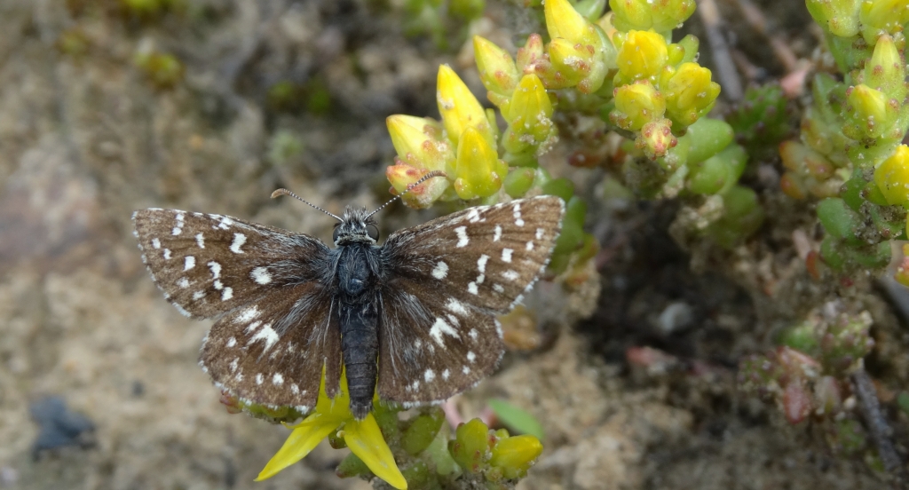 Powszelatek malwowiec (Pyrgus malvae)