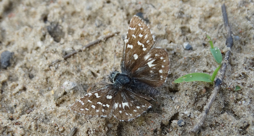 Powszelatek malwowiec (Pyrgus malvae)