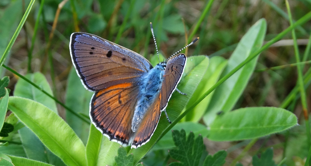Czerwończyk zamgleniec (Lycaena alciphron)