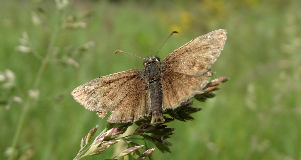Powszelatek brunatek (Erynnis tages)