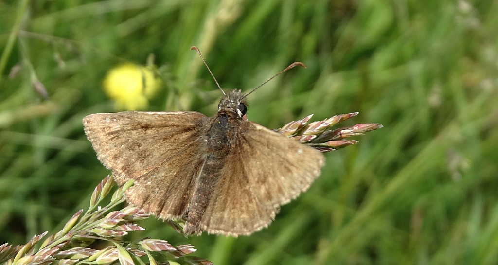 Powszelatek brunatek (Erynnis tages)