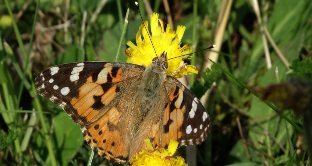 Rusałka osetnik (Vanessa cardui, syn. Cynthia cardui)