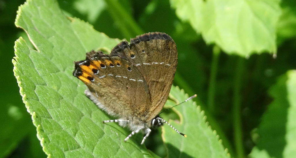 Ogończyk śliwowiec (Satyrium pruni)
