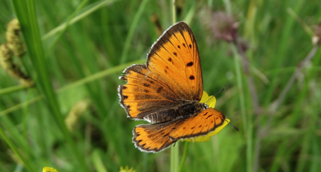 Czerwończyk nieparek (Lycaena dispar)