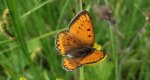 Czerwończyk nieparek (Lycaena dispar)