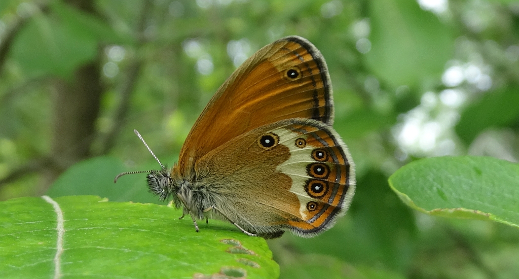 Strzępotek perełkowiec (Coenonympha arcania)