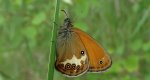 Strzępotek perełkowiec (Coenonympha arcania)