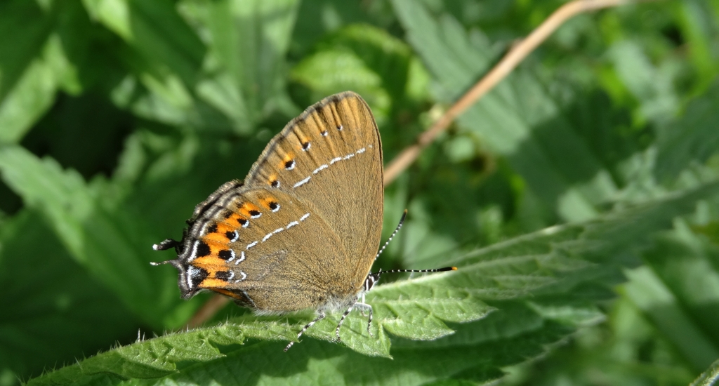Ogończyk śliwowiec (Satyrium pruni)