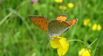 Czerwończyk nieparek (Lycaena dispar)
