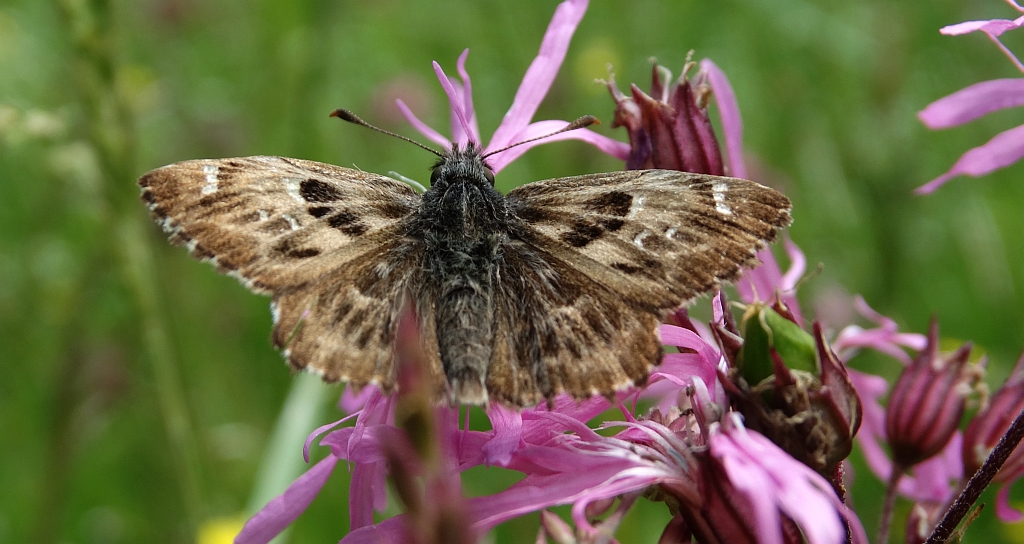 Warcabnik ślazowiec (Carcharodus alceae)