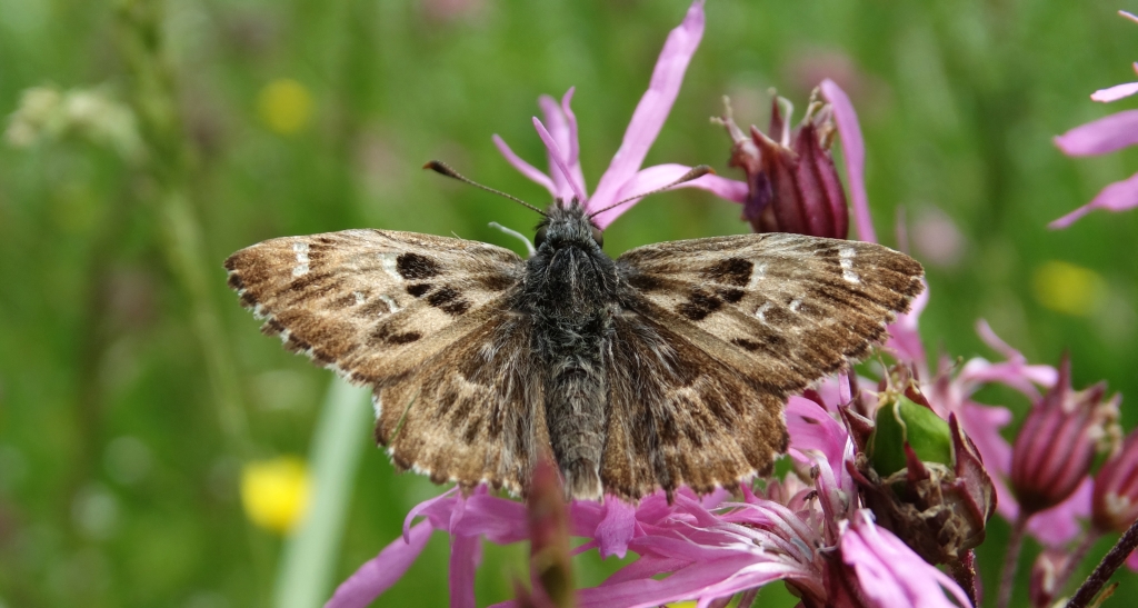 Warcabnik ślazowiec (Carcharodus alceae)