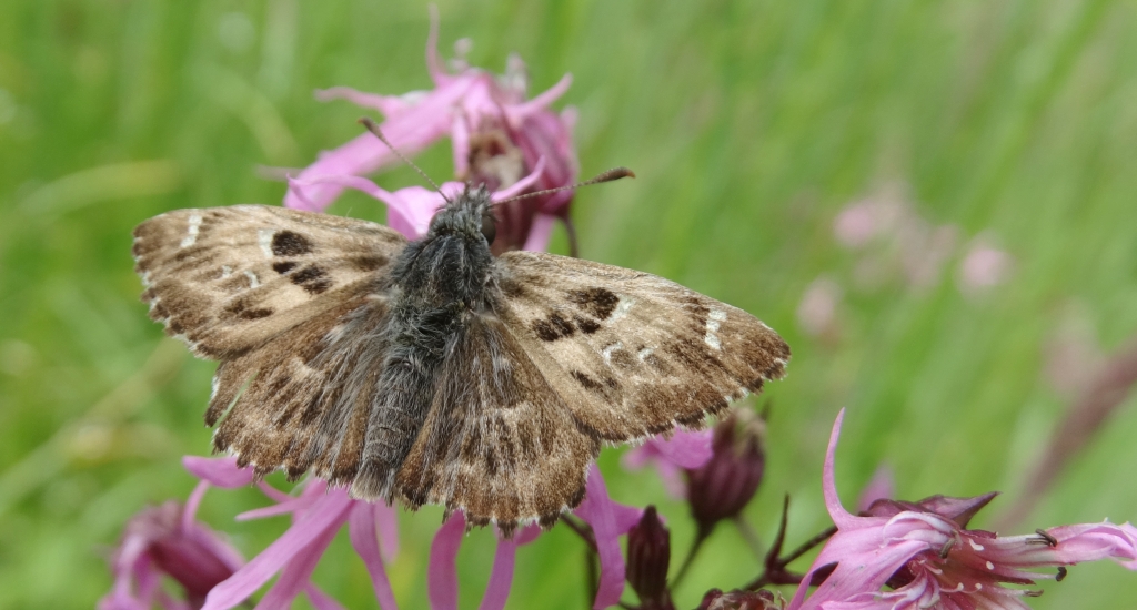Warcabnik ślazowiec (Carcharodus alceae)