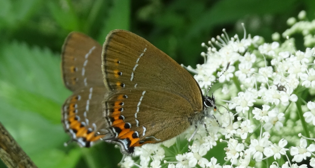 Ogończyk śliwowiec (Satyrium pruni)