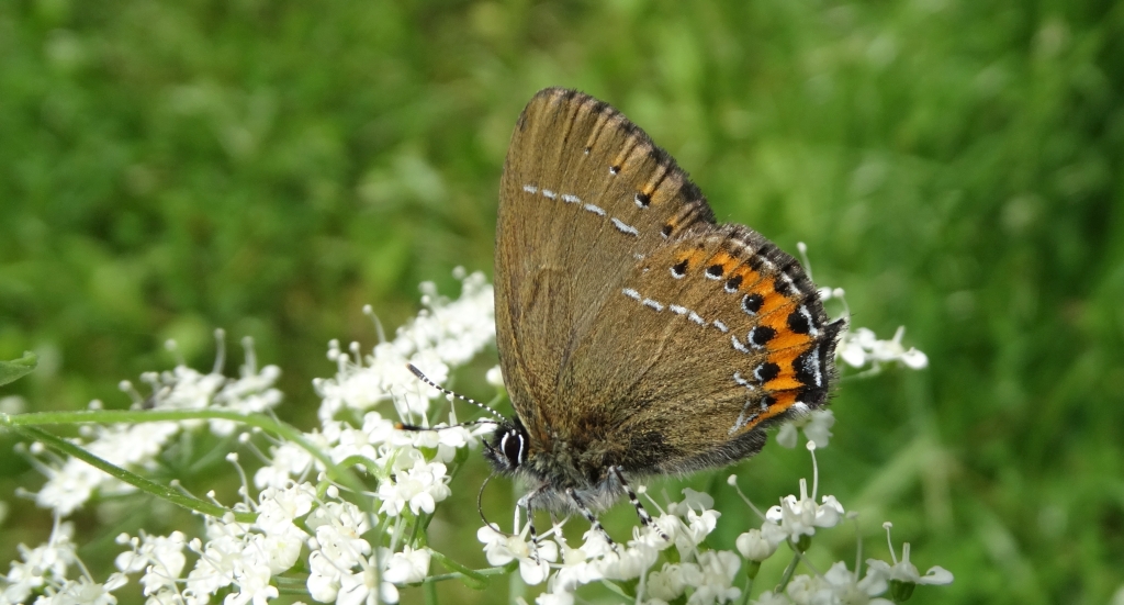 Ogończyk śliwowiec (Satyrium pruni)