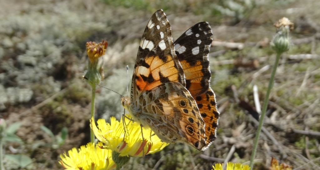 Rusałka osetnik (Vanessa cardui, syn. Cynthia cardui)