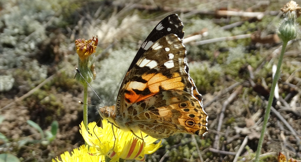 Rusałka osetnik (Vanessa cardui, syn. Cynthia cardui)