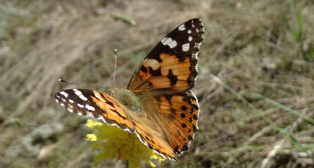 Rusałka osetnik (Vanessa cardui, syn. Cynthia cardui)