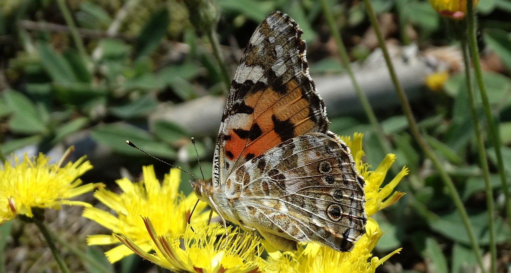 Rusałka osetnik (Vanessa cardui, syn. Cynthia cardui)