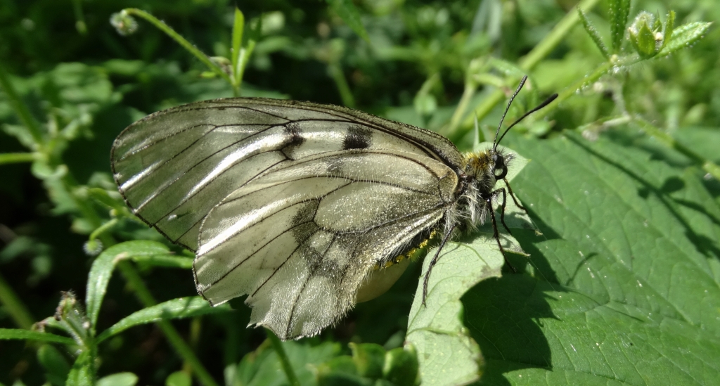 Niepylak mnemozyna (Parnassius mnemosyne)