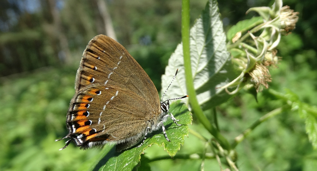 Ogończyk śliwowiec (Satyrium pruni)