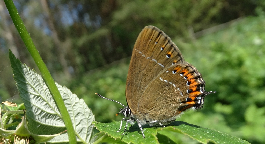 Ogończyk śliwowiec (Satyrium pruni)