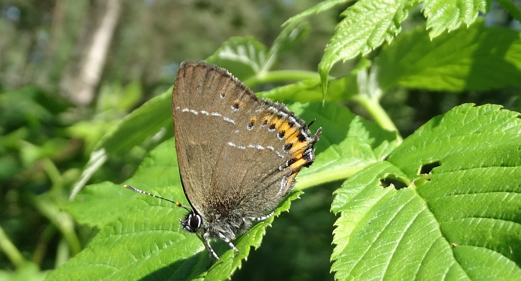 Ogończyk śliwowiec (Satyrium pruni)