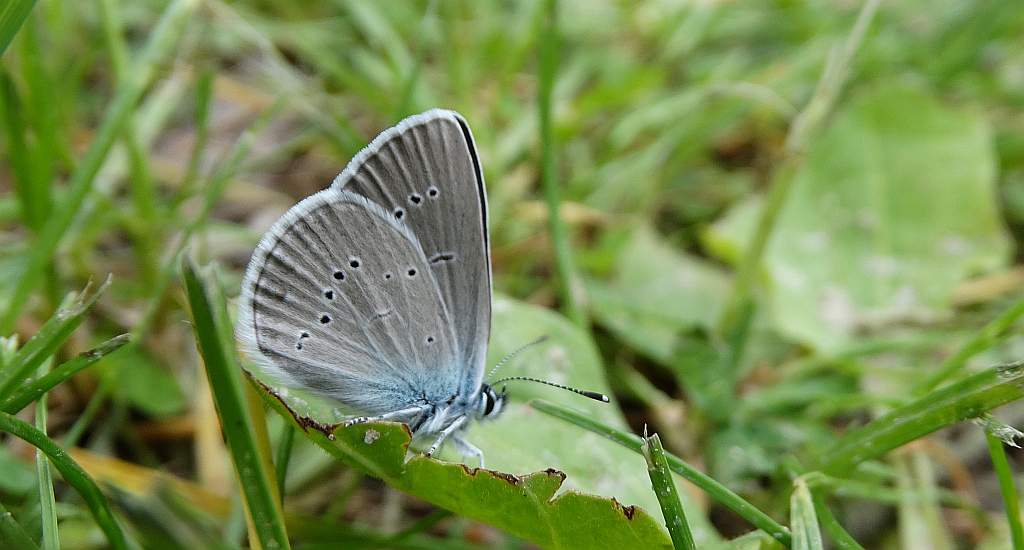 Modraszek semiargus (Cyaniris semiargus)