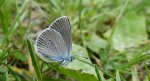 Modraszek semiargus (Cyaniris semiargus)