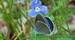 Modraszek semiargus (Cyaniris semiargus)