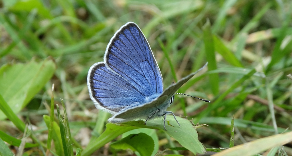 Modraszek semiargus (Cyaniris semiargus)