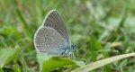 Modraszek semiargus (Cyaniris semiargus)