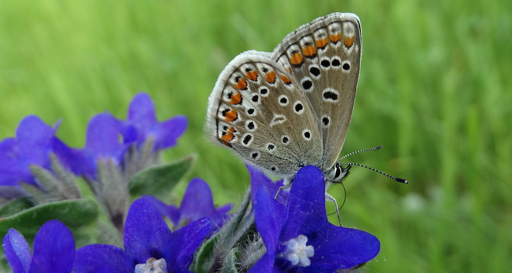 Modraszek ikar, mnogooczak ikar (Polyommatus icarus)