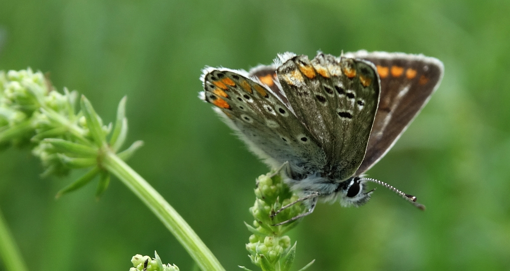 Modraszek agestis (Aricia agestis)
