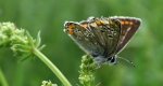 Modraszek agestis (Aricia agestis)