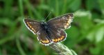 Modraszek agestis (Aricia agestis)