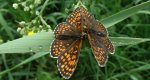 Przeplatka atalia (Melitaea athalia)