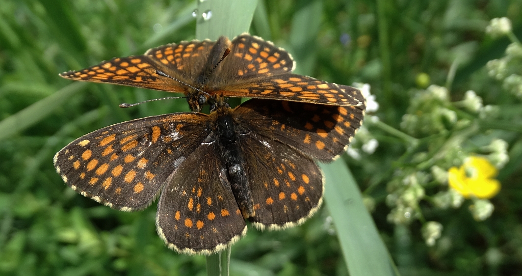 Przeplatka atalia (Melitaea athalia)